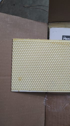 Customer photo review of 6" Medium Plastic Foundation Waxed - 100 pack