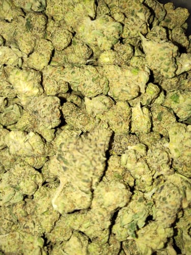 Customer photo review of Tangerine Dream THCA Trim Ounce (28g)
