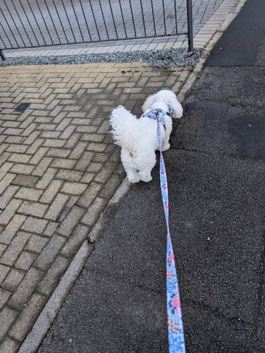 Customer photo review of Trail & Glow® Dog Harness Bundle Set - Spring Dreams
