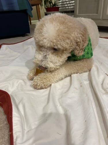 Customer photo review of 10-12 Inch Beef Cheek Sticks