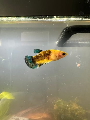 Customer photo review of Fancy Yellow Start Female Betta Fish