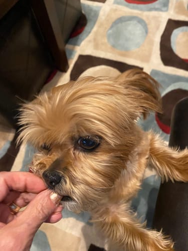 Customer photo review of Turkey Gut Booster