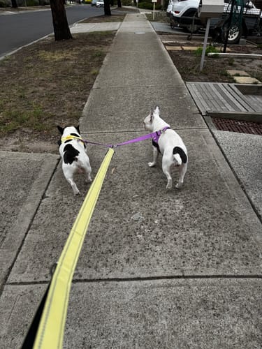 Customer photo review of Classic Dog Leash