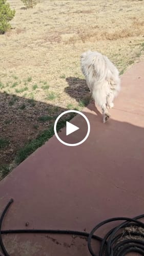 Customer video review of Freedom Joint Drops