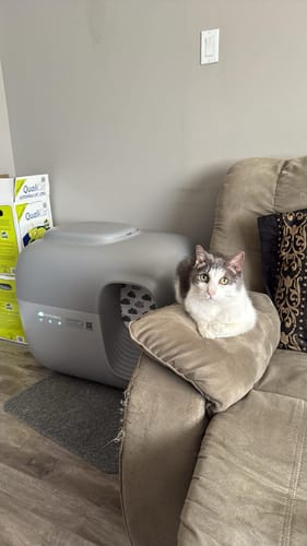 Customer photo review of Self-Cleaning Litter Box