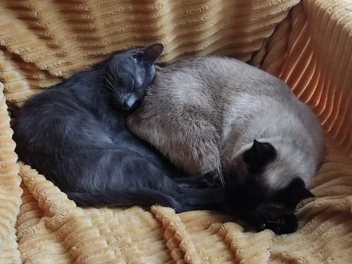 Avis photo d'un client sur Croquettes Chat Stérilisé Sans Céréales - Poulet