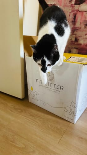 Customer photo review of 3 Month Supply - 2 Cats
