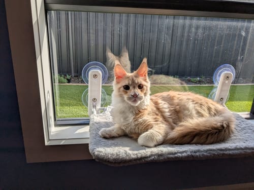 Customer photo review of Foldable Cat Window Hammock with Strong Suction Cups