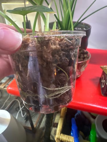 Customer photo review of Plant Food