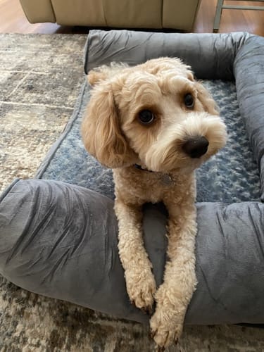 Customer photo review of PaWz Premium Pet Sofa Bed