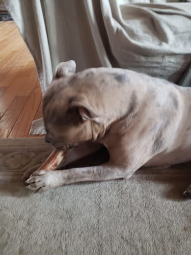 Customer photo review of 6 Inch Jumbo Bully Stick