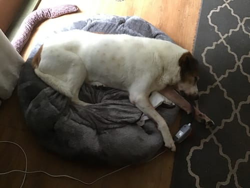 Customer photo review of PaWz Electric Pet Heater Bed Thermal Protection