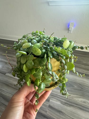 Customer photo review of Fungus Gnat Death Drops