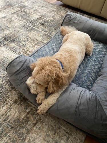 Customer photo review of PaWz Premium Pet Sofa Bed