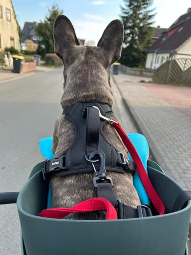 Customer photo review of Kvisp Dog Bike Carrier