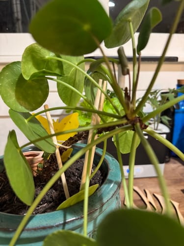 Customer photo review of Fungus Gnat Death Drops