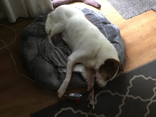 Customer photo review of PaWz Electric Pet Heater Bed Thermal Protection