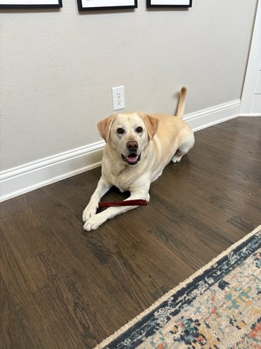 Customer photo review of 12 Inch Monster Bully Stick