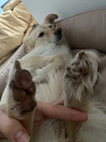 Customer photo review of Pups Furry - Dog Trimmer