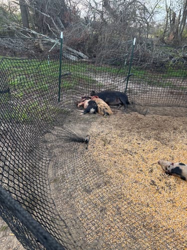 Customer photo review of Pig Brig Trap System