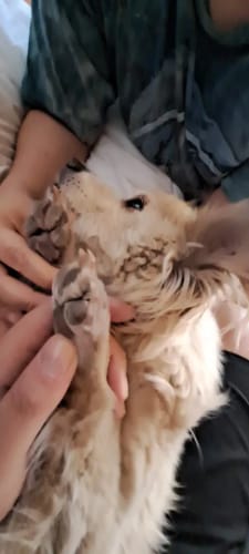 Customer photo review of Pups Furry - Dog Trimmer