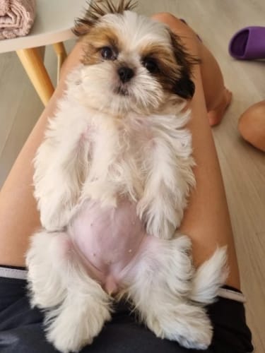 Customer photo review of Pups Furry - Dog Trimmer