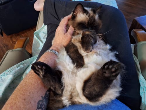 Customer photo review of 3 Month Supply - 1 Cat