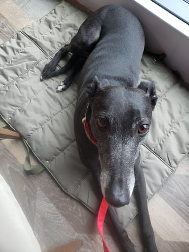 Customer photo review of Folding Pet Carry-Beds with Strap