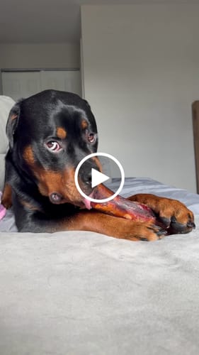 Customer video review of Premium Braided Bully Sticks