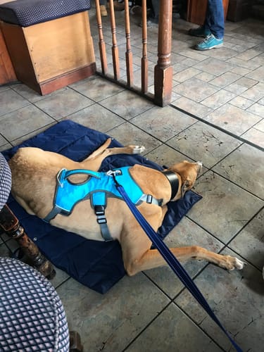 Customer photo review of Folding Pet Carry-Beds with Strap