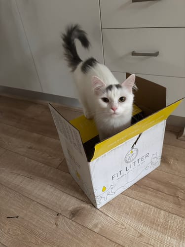 Customer photo review of 1 Month Supply – 2 Cat