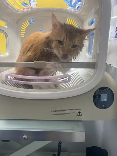 Customer photo review of Pet Dryer Box