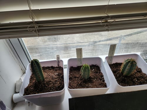 Customer photo review of San Pedro Cactus | Trichocereus (Echinopsis) Pachanoi