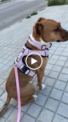 Emma R. review of 2.5cm Herringbone Combat® Collar | With Handle - Soft Pink image 1 out of 1