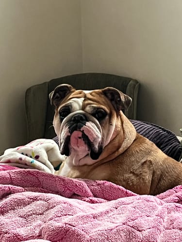 Customer photo review of 12 Inch Monster Bully Stick
