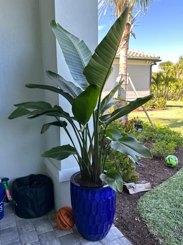 Customer photo review of White Bird of Paradise