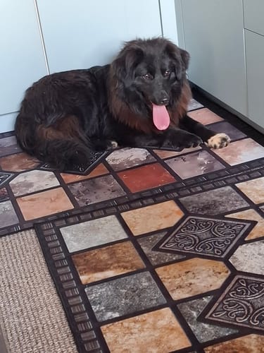 Customer photo review of Hunde Gedenktafel mit Foto & Spruch (UV- & Wetterfest)