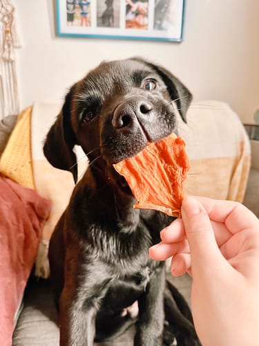 Customer photo review of Sweet Potato Chews