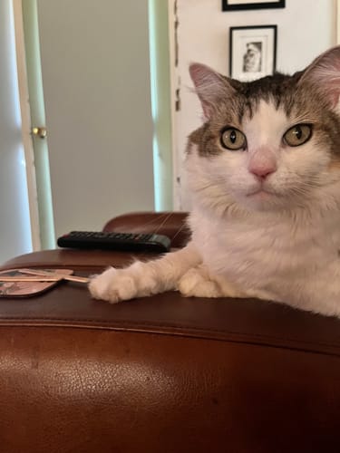 Customer photo review of 3 Month Supply - 1 Cat