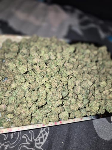 Customer photo review of Skywalker OG - Greenhouse THCA (Smalls)