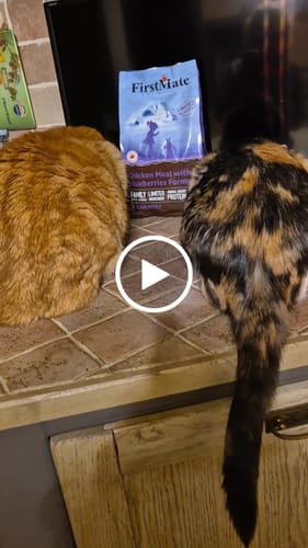 Customer video review of Crocchette gatto formula Pollo e Mirtilli