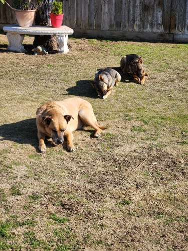 Customer photo review of 6 Inch Power Bully Sticks