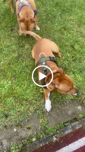 Frederikke N. review of Training Anti Pull TRI-Harness® | M-XL Breeds - Khaki image 1 out of 1