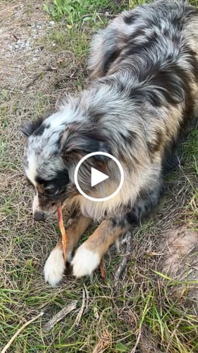 Customer video review of Ostrich Tendon Twister (16" x 2.5" x 1"): The Satisfying, All-Natural Chew for Dental Health & Joint Support