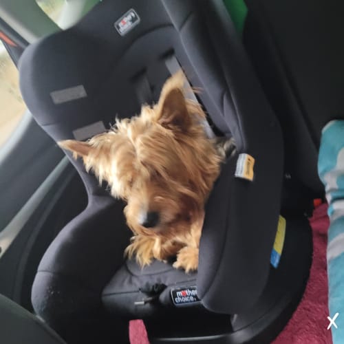 Customer photo review of No Pull Dog Harness Australia-60% Off Today