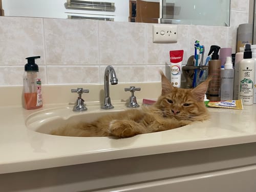 Customer photo review of 1 Month Supply – 3 Cat