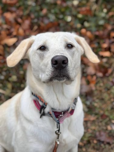 Customer photo review of 6 Inch Beef Collagen Sticks