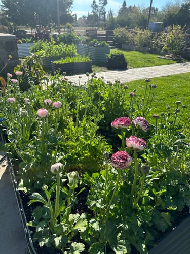 Customer photo review of 15" Short Birdies Small Modular Raised Garden Bed