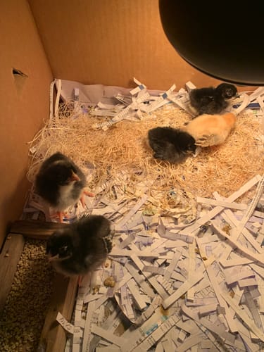 Customer photo review of Malaysian Serama Chick "World's Smallest Chicken" (Unsexed)