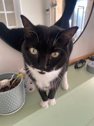 Customer photo review of 1 Month Supply – 1 Cat